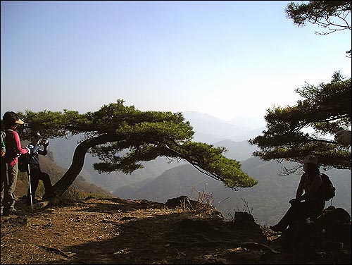 백암산(741.2m) 정상에서 내려와 백학봉(학바위) 가는 길에 만난 기막히게 잘생긴 소나무 앞에서. 